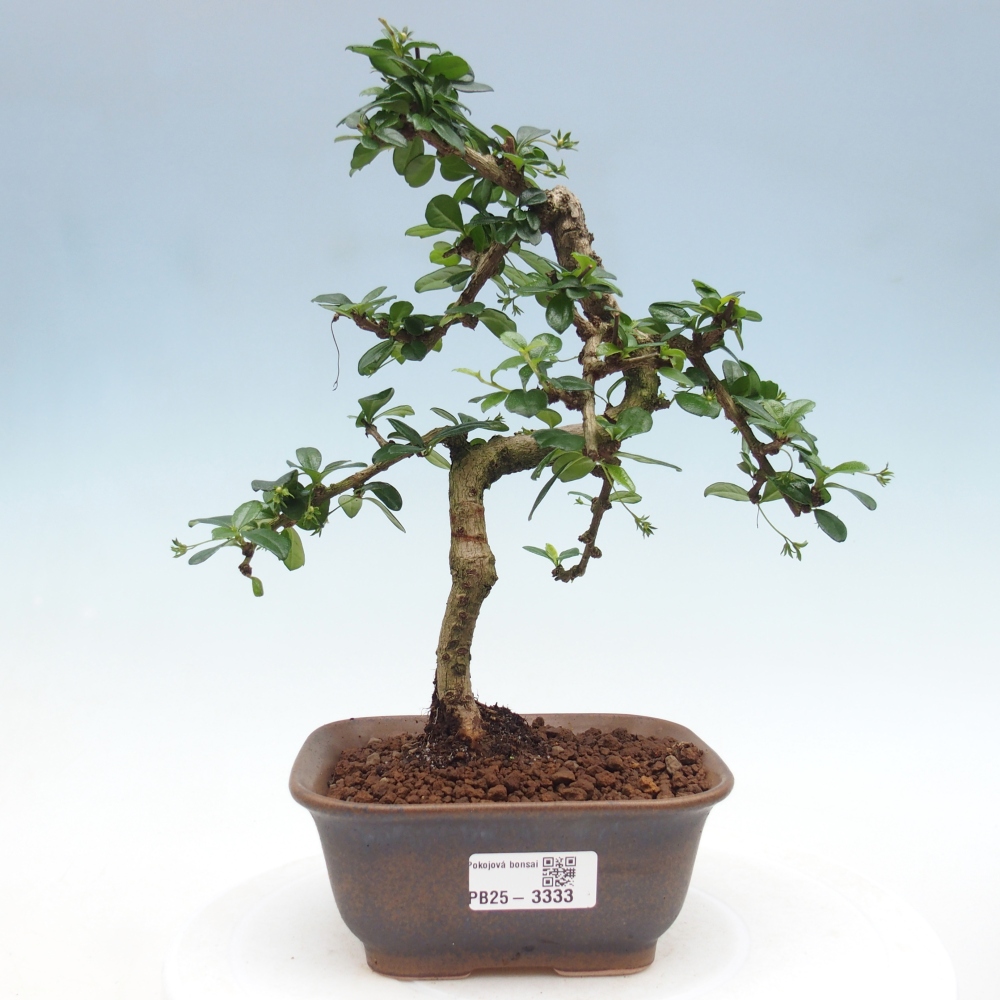 Zimmerbonsai - Carmona Macrophylla - Fuki-Tee