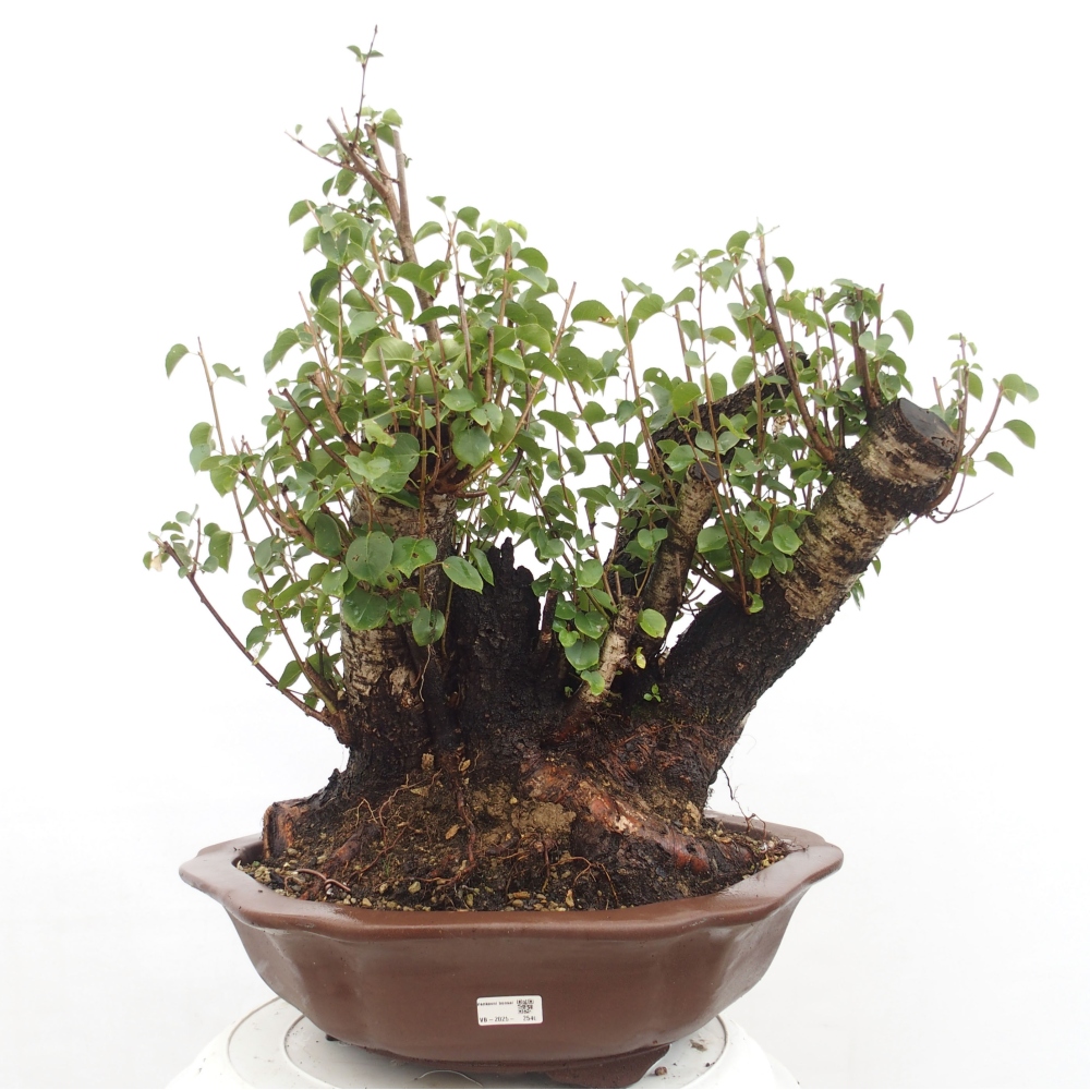 Bonsai im Freien - Mahalebka - Prunus mahaleb