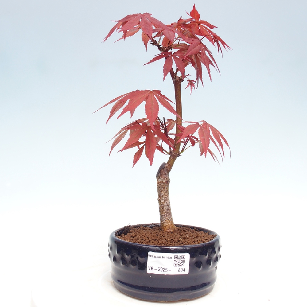 Bonsai im Freien - Acer-Palme. Atropurpureum-Palmenblatt-Ahorn