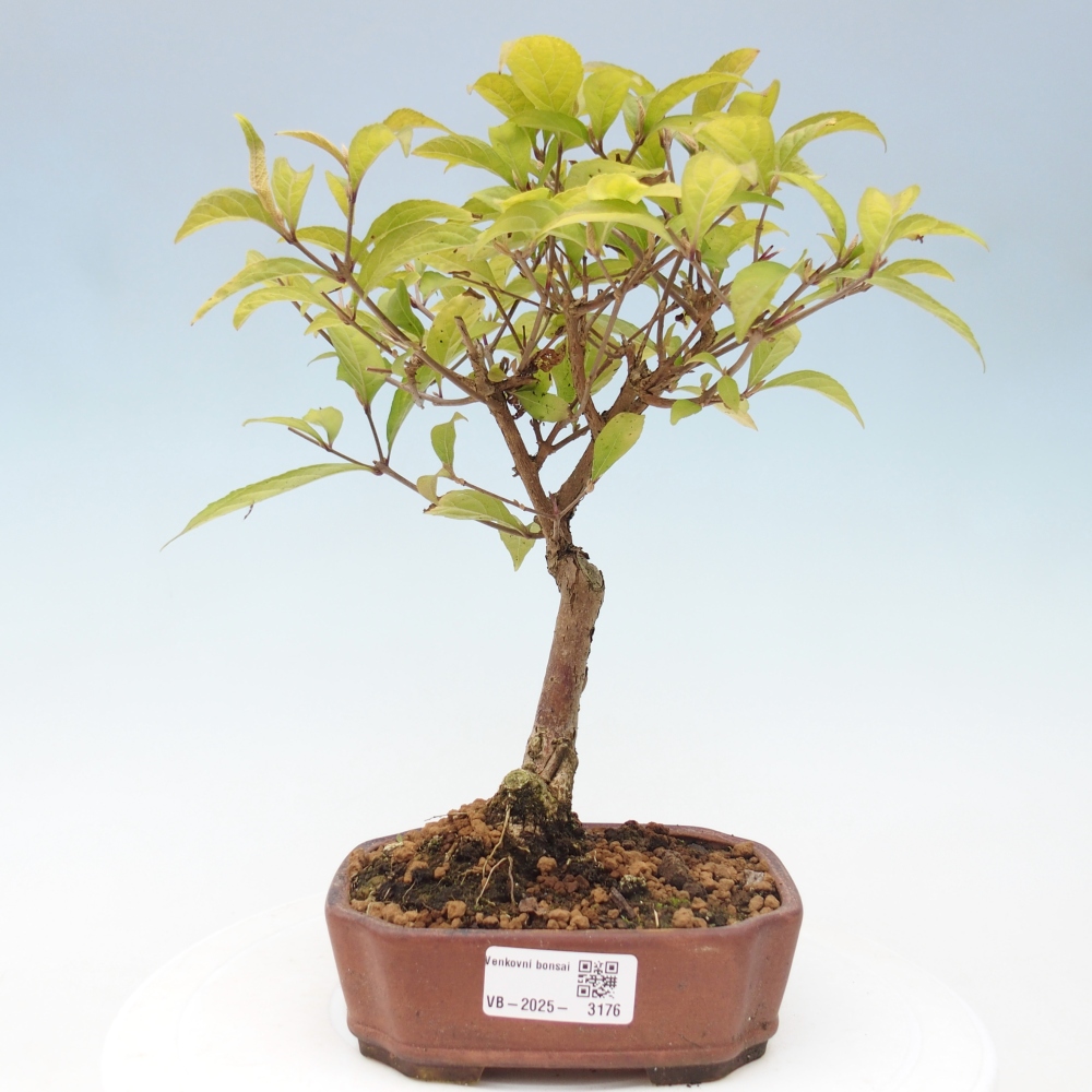 Bonsai im Freien - wunderschöne Pflanze - Callicarpa japonica