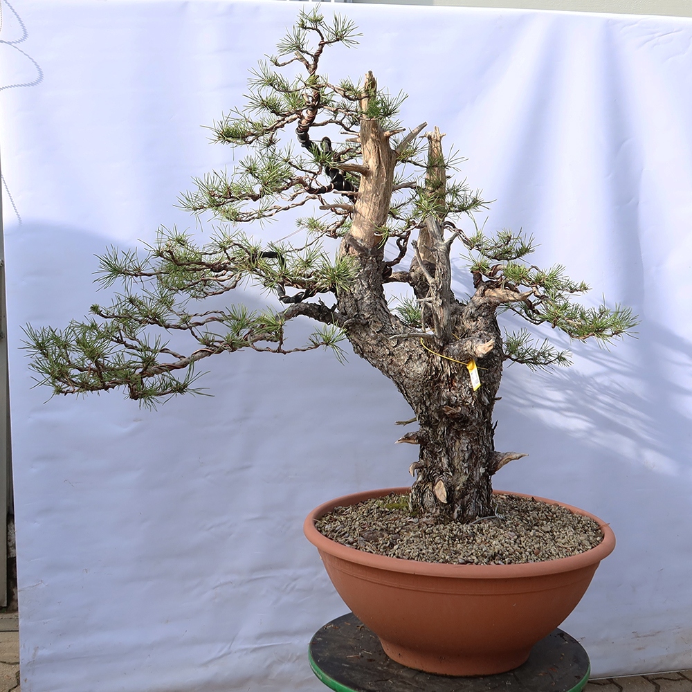 Pinus sylvestris Spanien – Waldkiefer