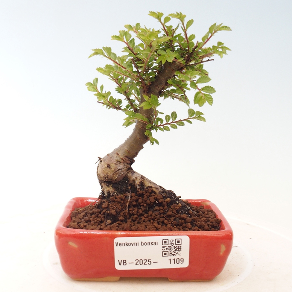 Bonsai im Freien - Ulmus parvifolia Sagei - Kleinblättrige Ulme