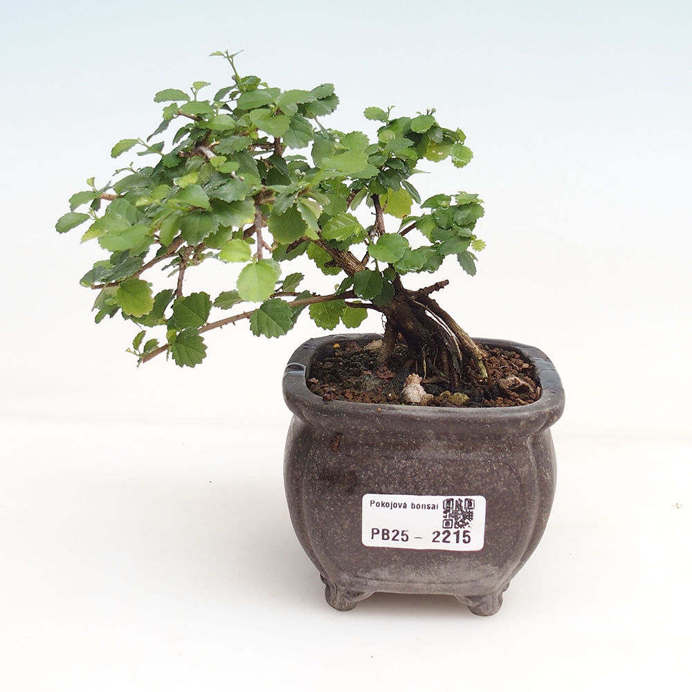Zimmerbonsai - Grewia sp. - Kleinblättriges Grewie