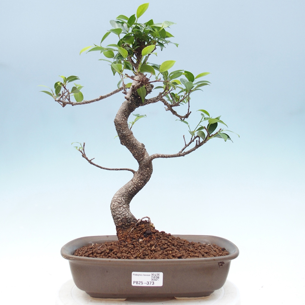 Indoor-Bonsai - Ficus kimmen - kleinblättriger Ficus