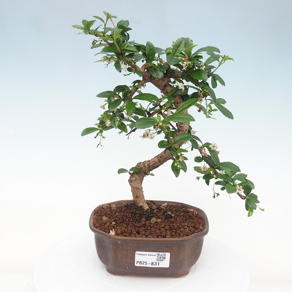 Indoor bonsai - Carmona macrophylla - Fuki tea