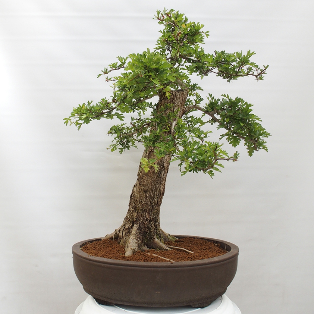 Bonsai im Freien - Weißdorn - Crataegus monogyna