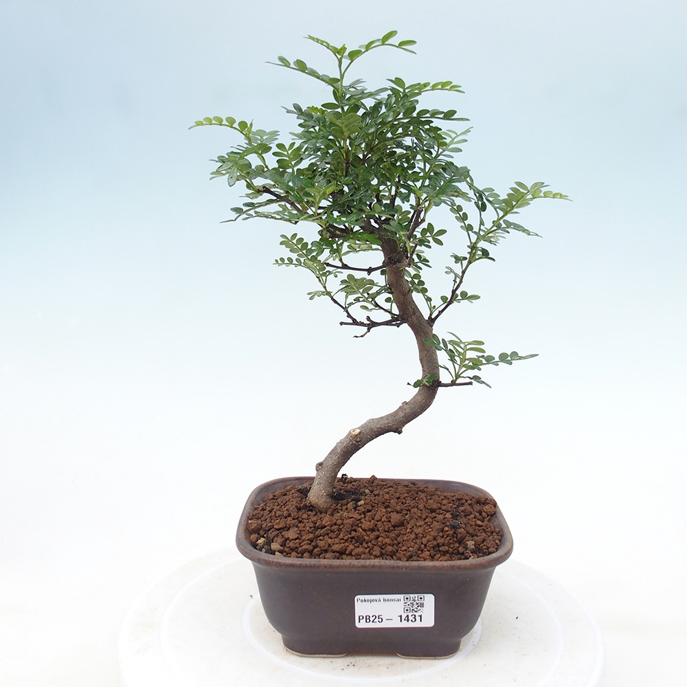 Indoor-Bonsai - Zantoxylum piperitum - Pfefferminze