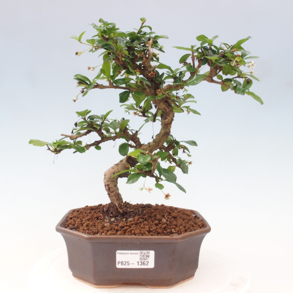 Zimmer Bonsai - Carmona macrophylla - Tea Fuki