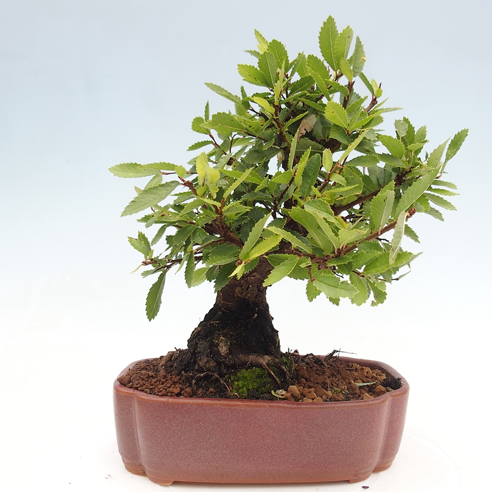 Bonsai im Freien - Zelkova - Zelkova serrata
