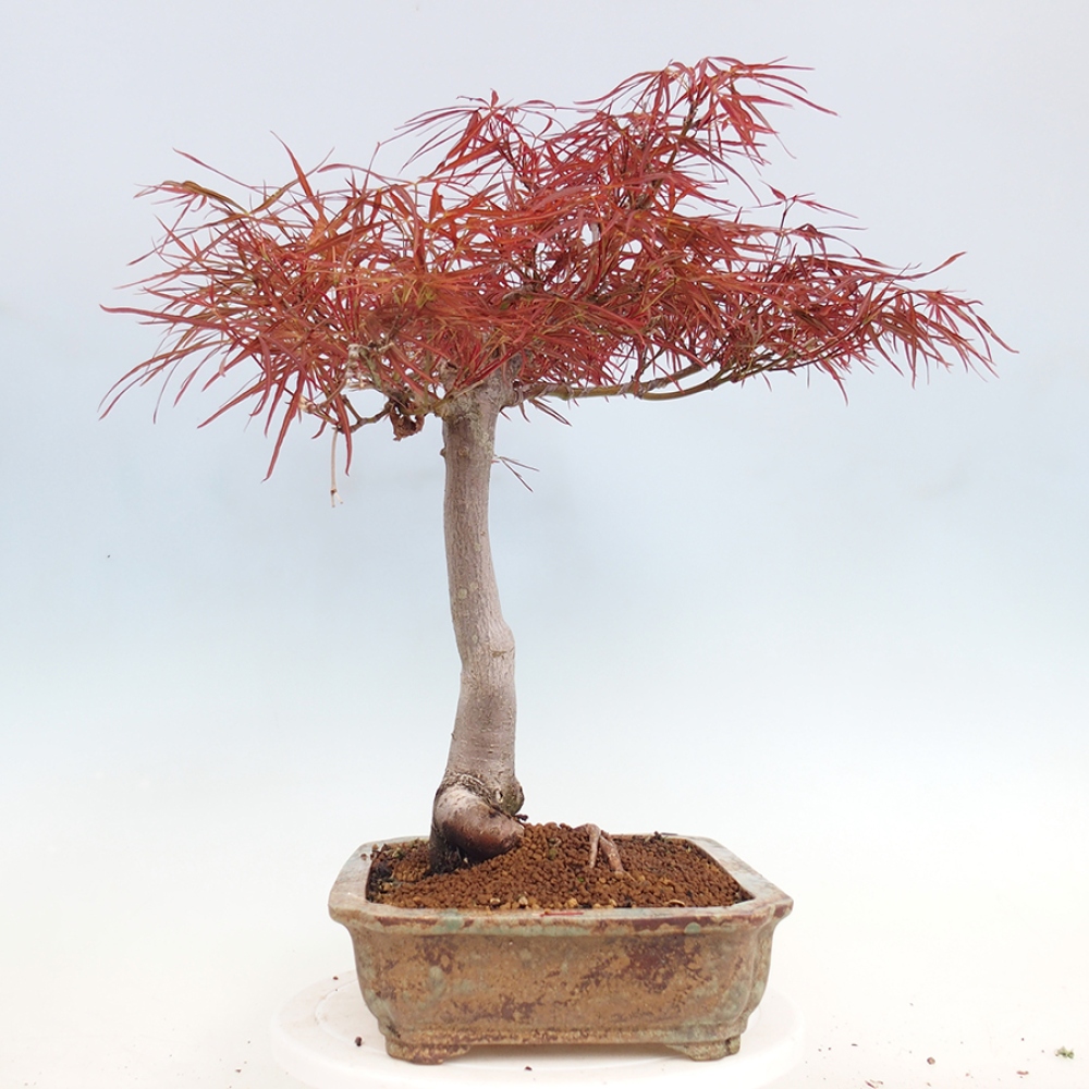 Bonsai im Freien - Acer palmatum RED PYGMY