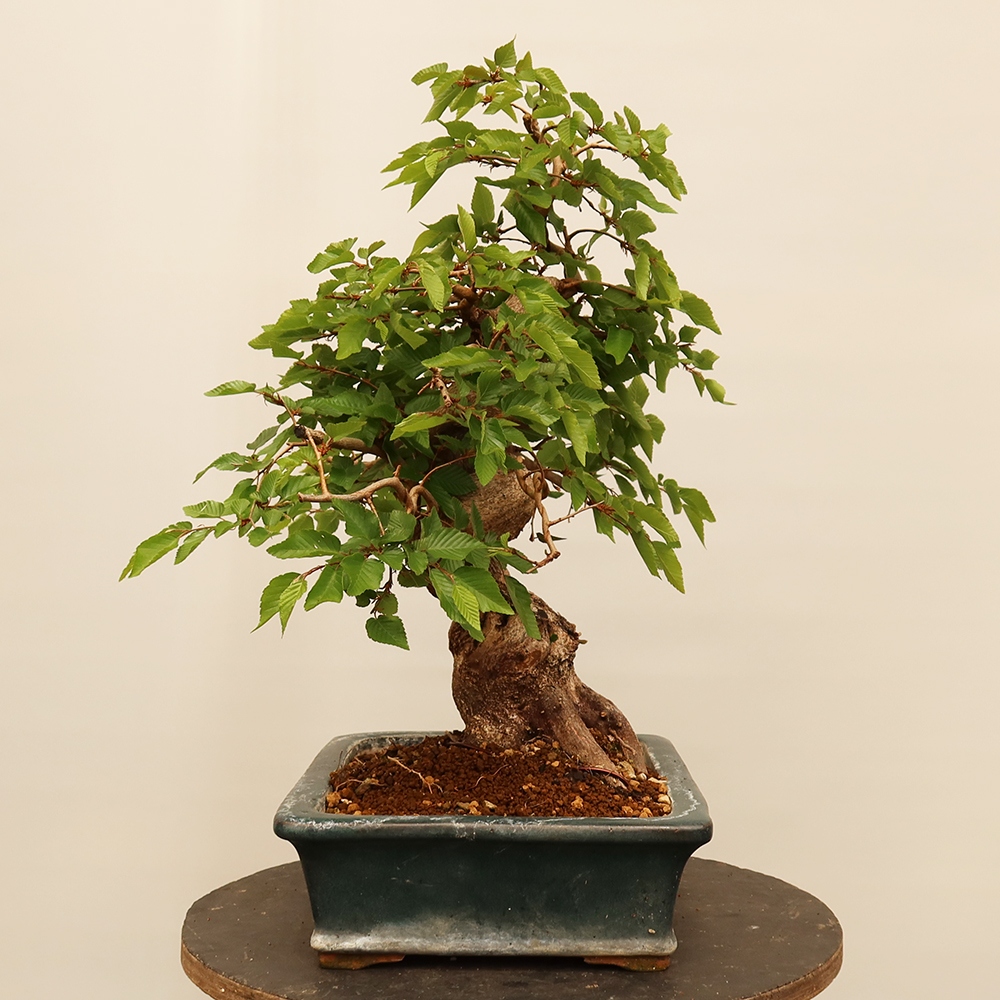 Bonsai im Freien - Carpinus Coreana - Koreanische Hainbuche