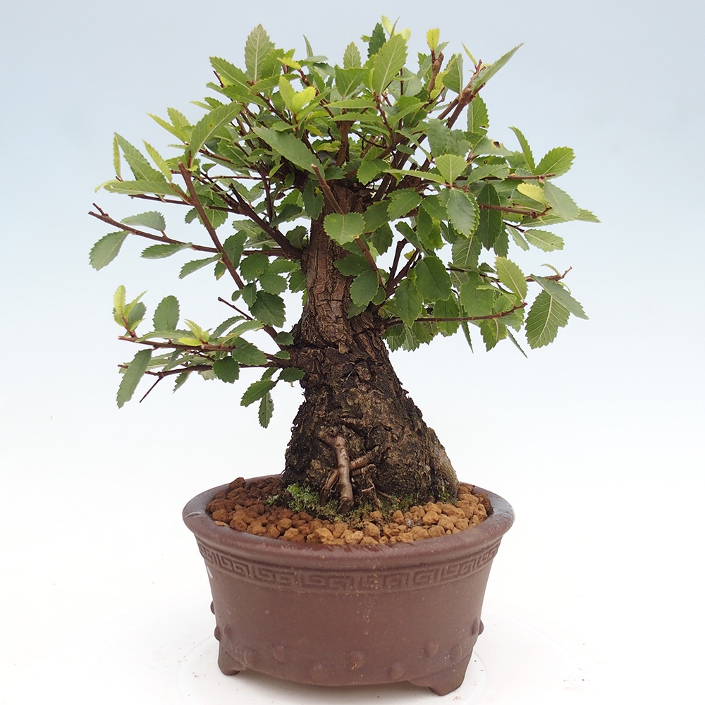 Bonsai für draußen - Zelkova - Zelkova NIRE