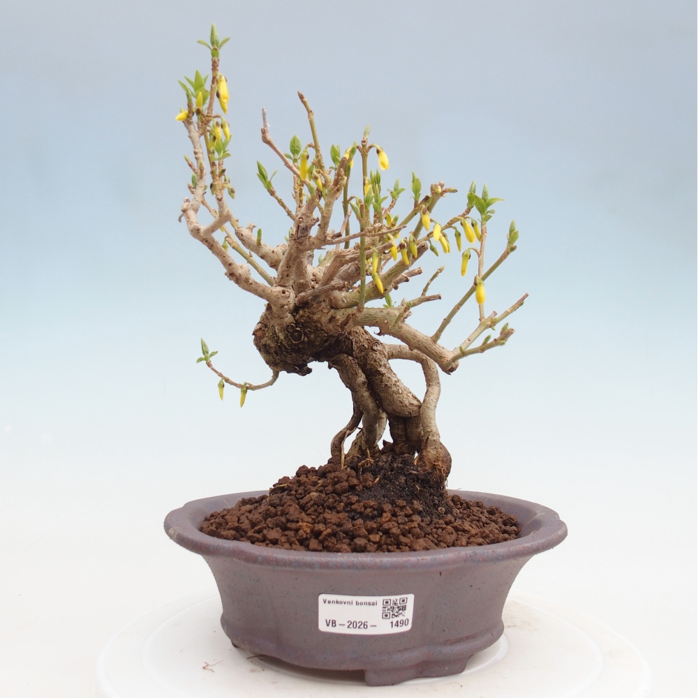 Bonsai für draußen - Zlatice - Forsythia koreana