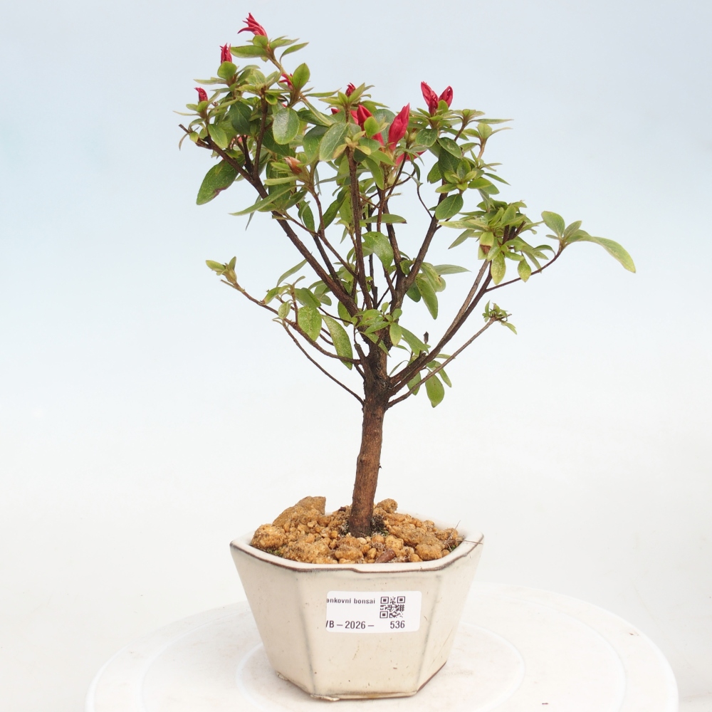 Bonsai für draußen - Japanische Azalee - Azalea sp.