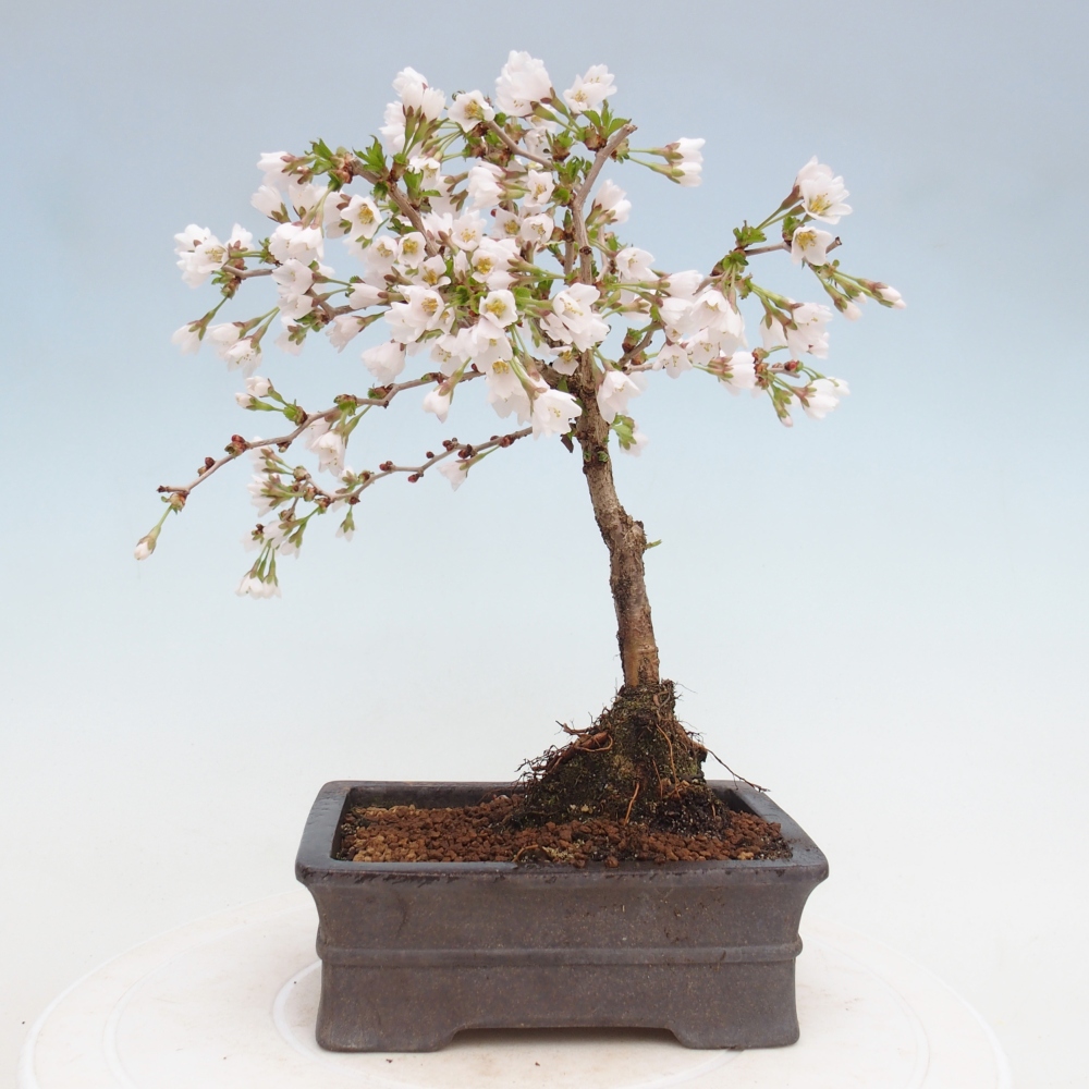 Bonsai für draußen - Prunus incisa Kojou-no mai-Plivon ausgeschnitten