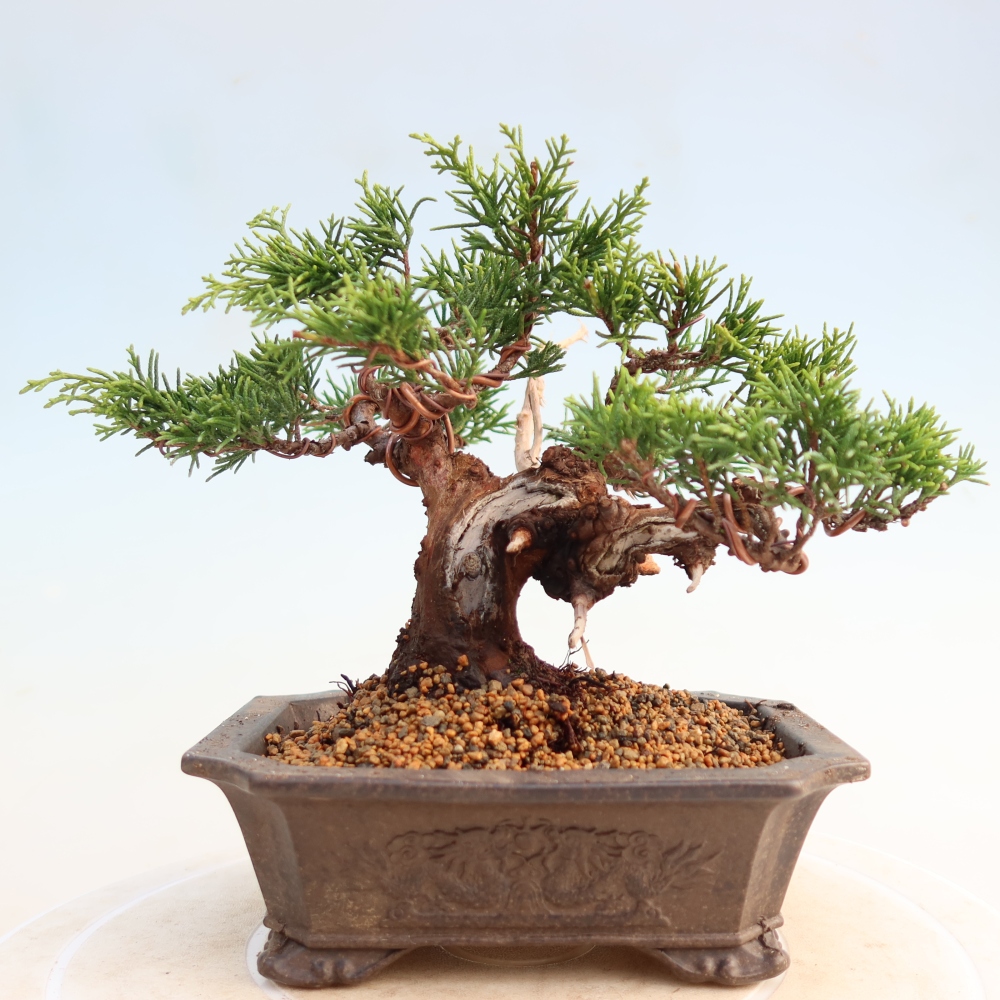 Outdoor bonsai - Juniperus chinensis Itoigawa - Chinese juniper