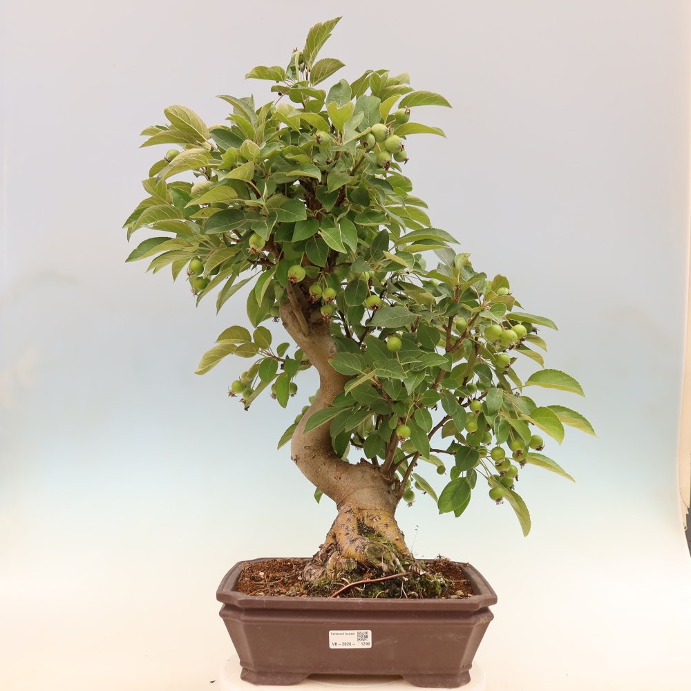 Outdoor-Bonsai -Malus halliana - Kleinfrüchtiger Apfelbaum