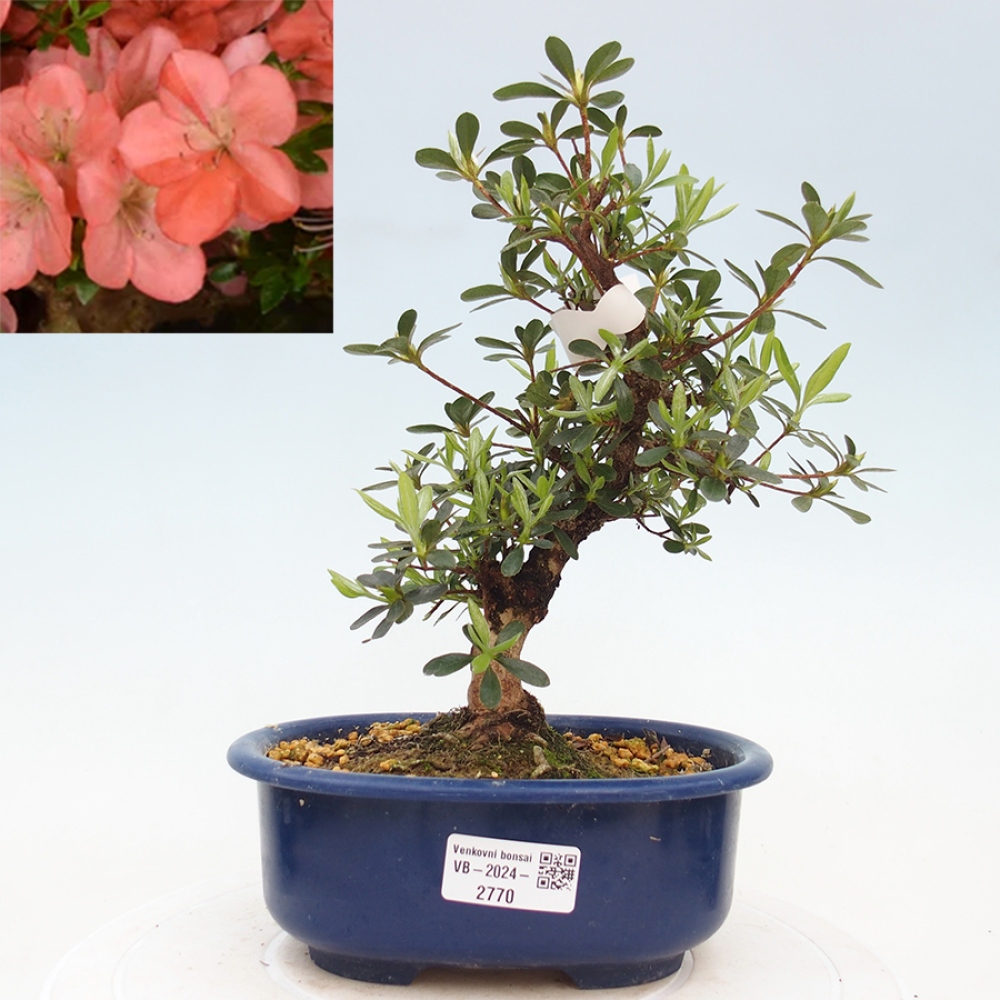 Bonsai im Freien - Japanische Azalee - Azalea Asazakura