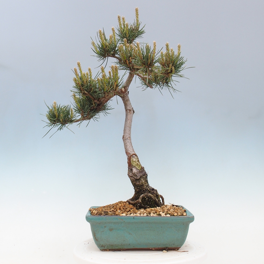 Bonsai im Freien - Pinus Sylvestris - Waldkiefer