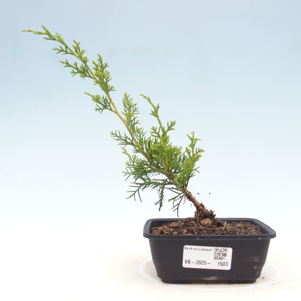 Outdoor bonsai - Juniperus chinensis Itoigawa - Chinese juniper