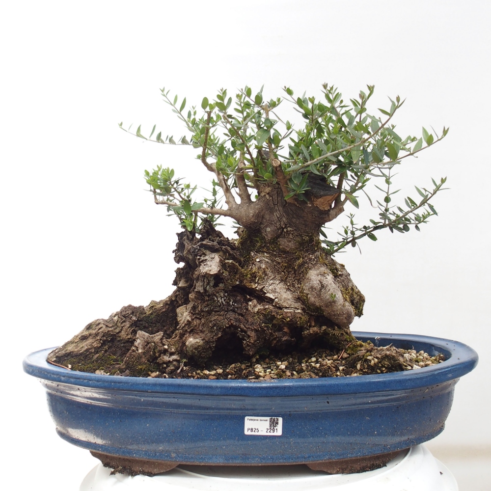 Indoor-Bonsai - Olea europaea sylvestris - Europäisches kleinblättriges Olivenöl