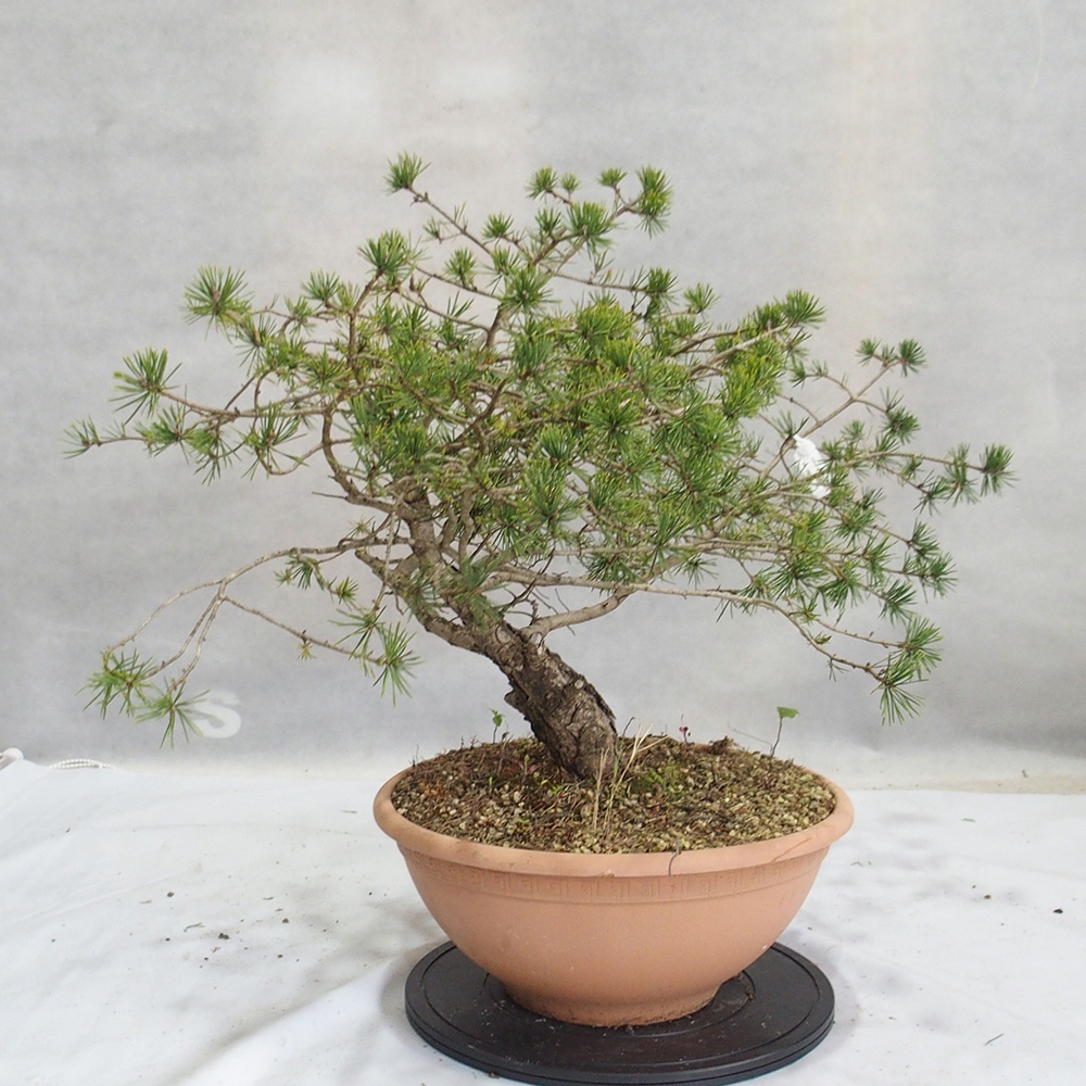 Yamadori - Pinus sylvestris 