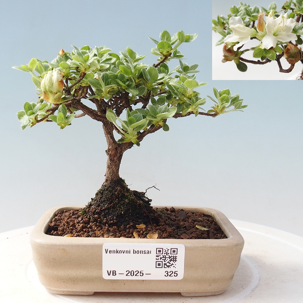 Outdoor-Bonsai - Rododendron indicum - Japanische Azalee
