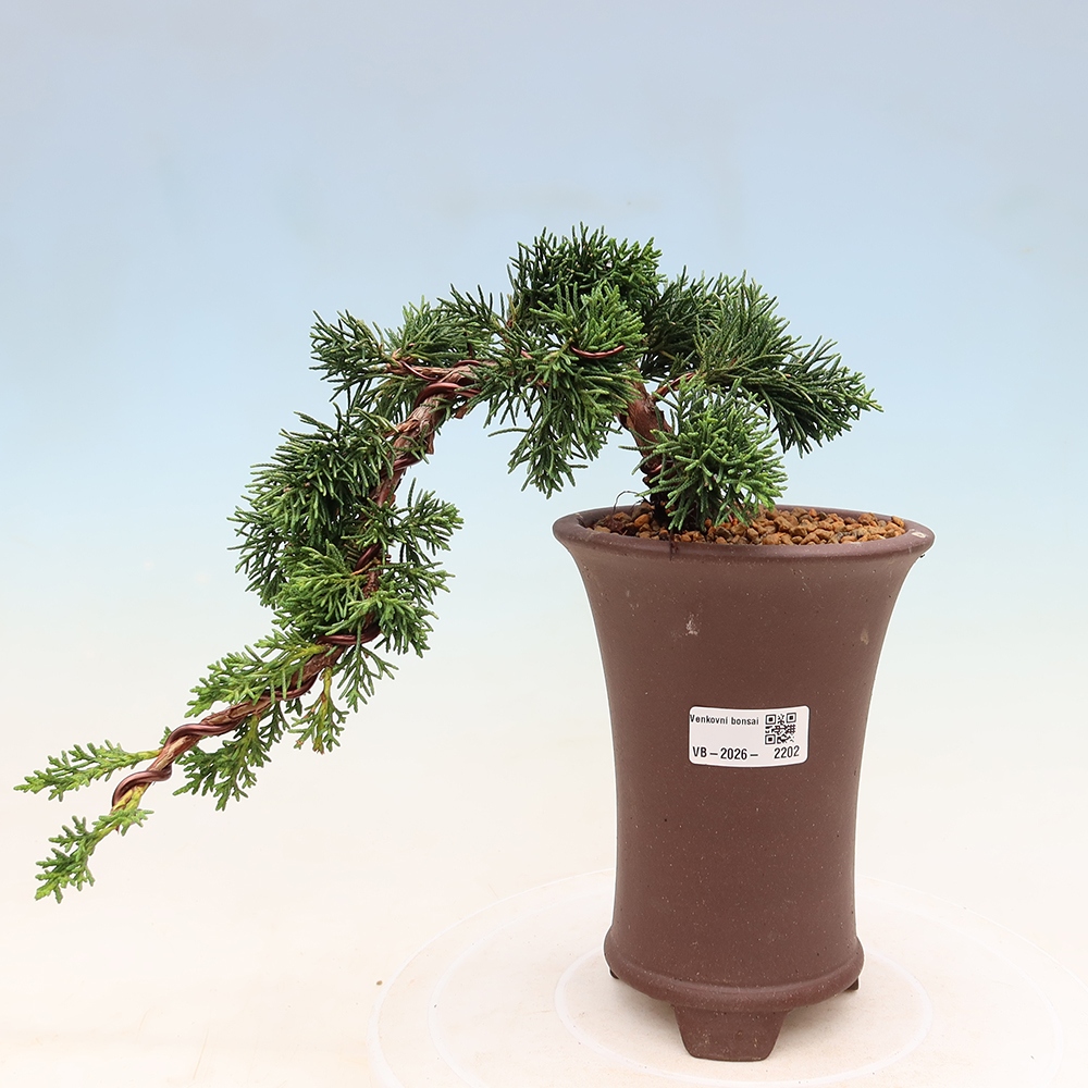 Bonsai für draußen - Juniperus chinensis Kishu