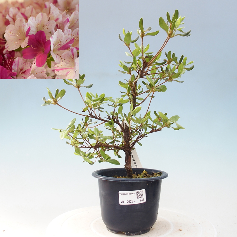 Bonsai im Freien - Japanische Azalee - Azalea Kaminojamakirin