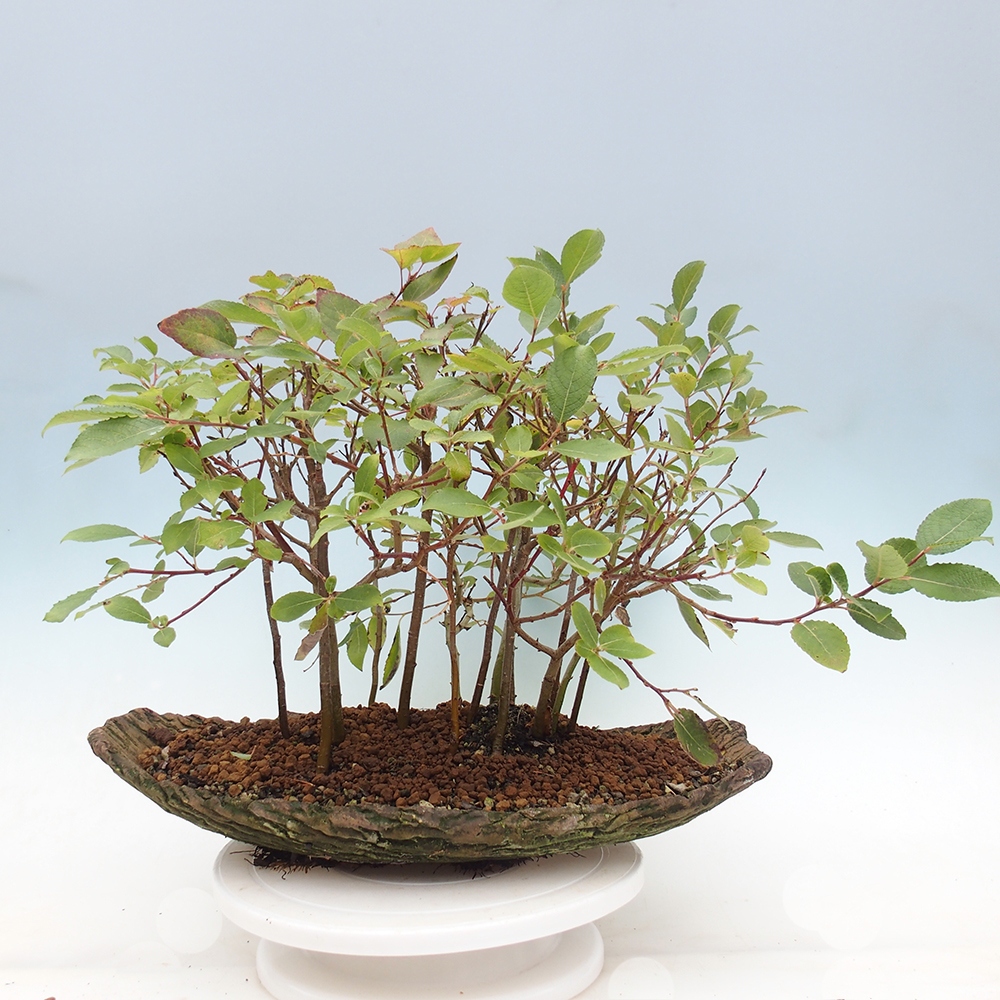 Bonsai im Freien - Salix - Wierzba
