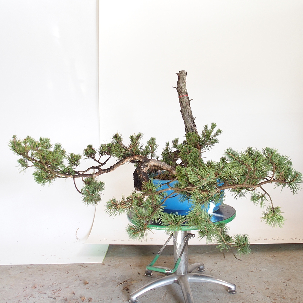 Yamadori - Pinus sylvestris Spanien