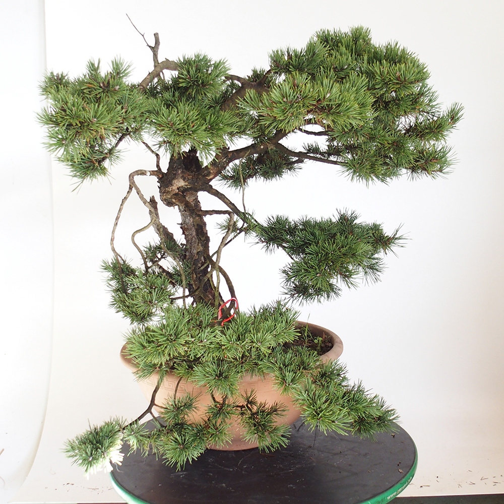 Yamadori - Pinus sylvestris Spanien