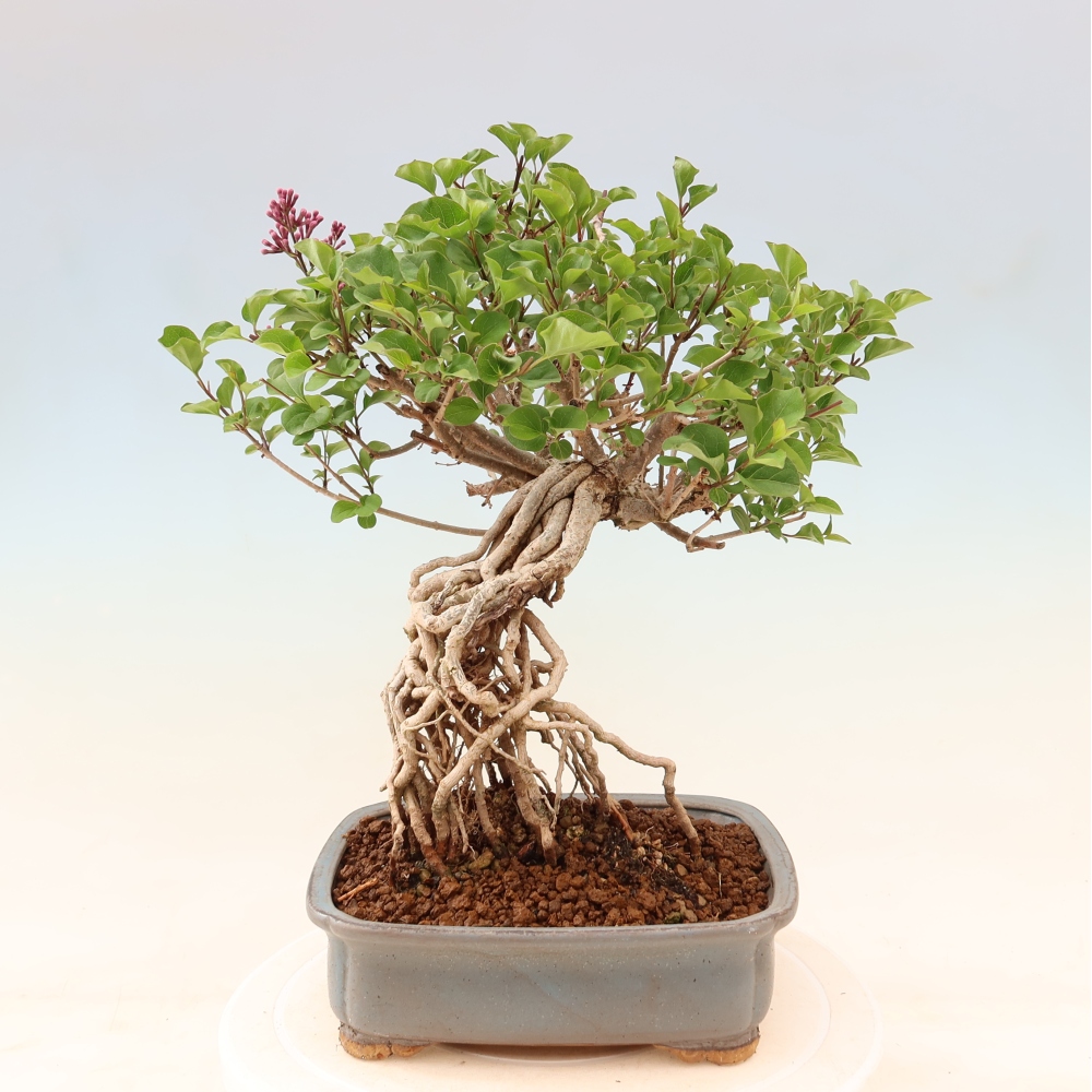 Bonsai für draußen - Syringa microphylla - Kleinblütiger Flieder