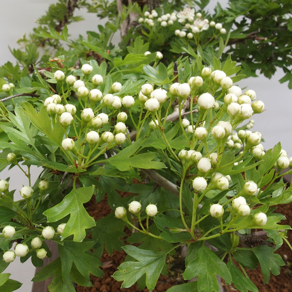 Bonsai im Freien - Weißdorn - Crataegus monogyna
