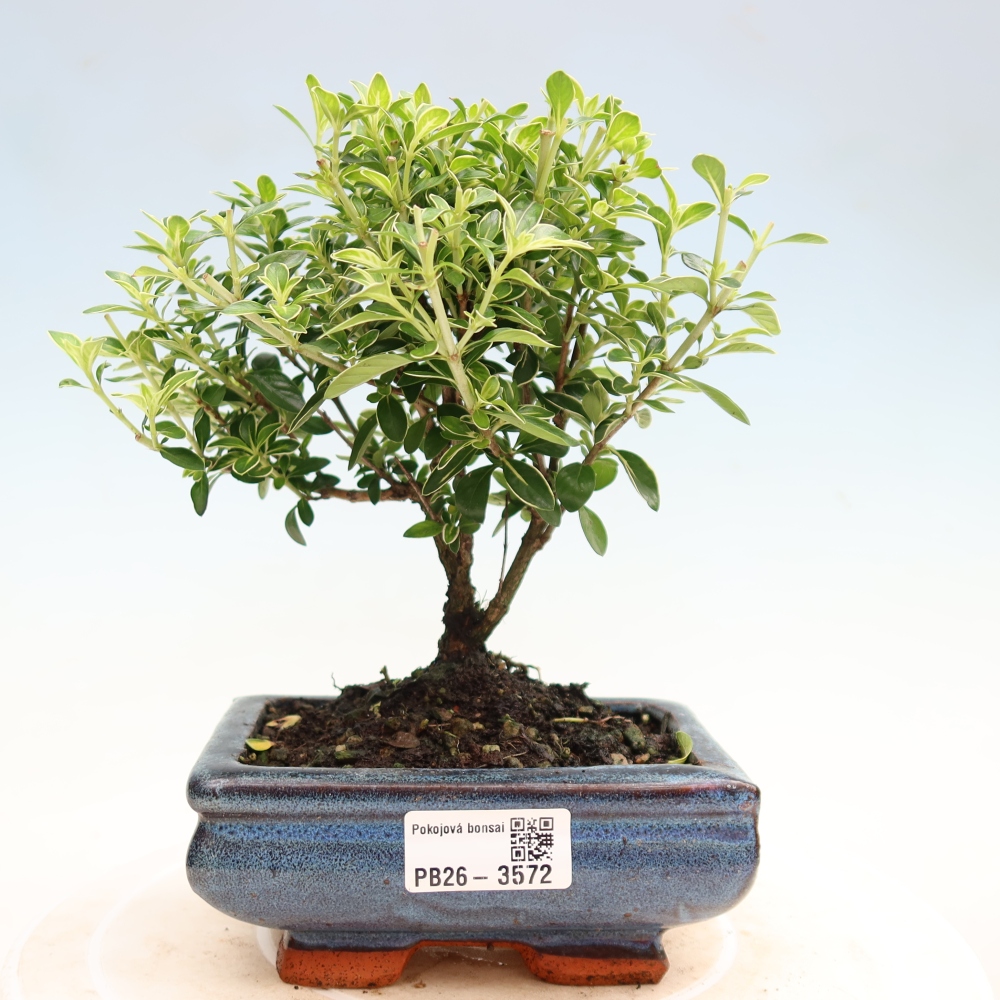 Zimmerbonsai - Serissa foetida Variegata - Baum der Tausend Sterne