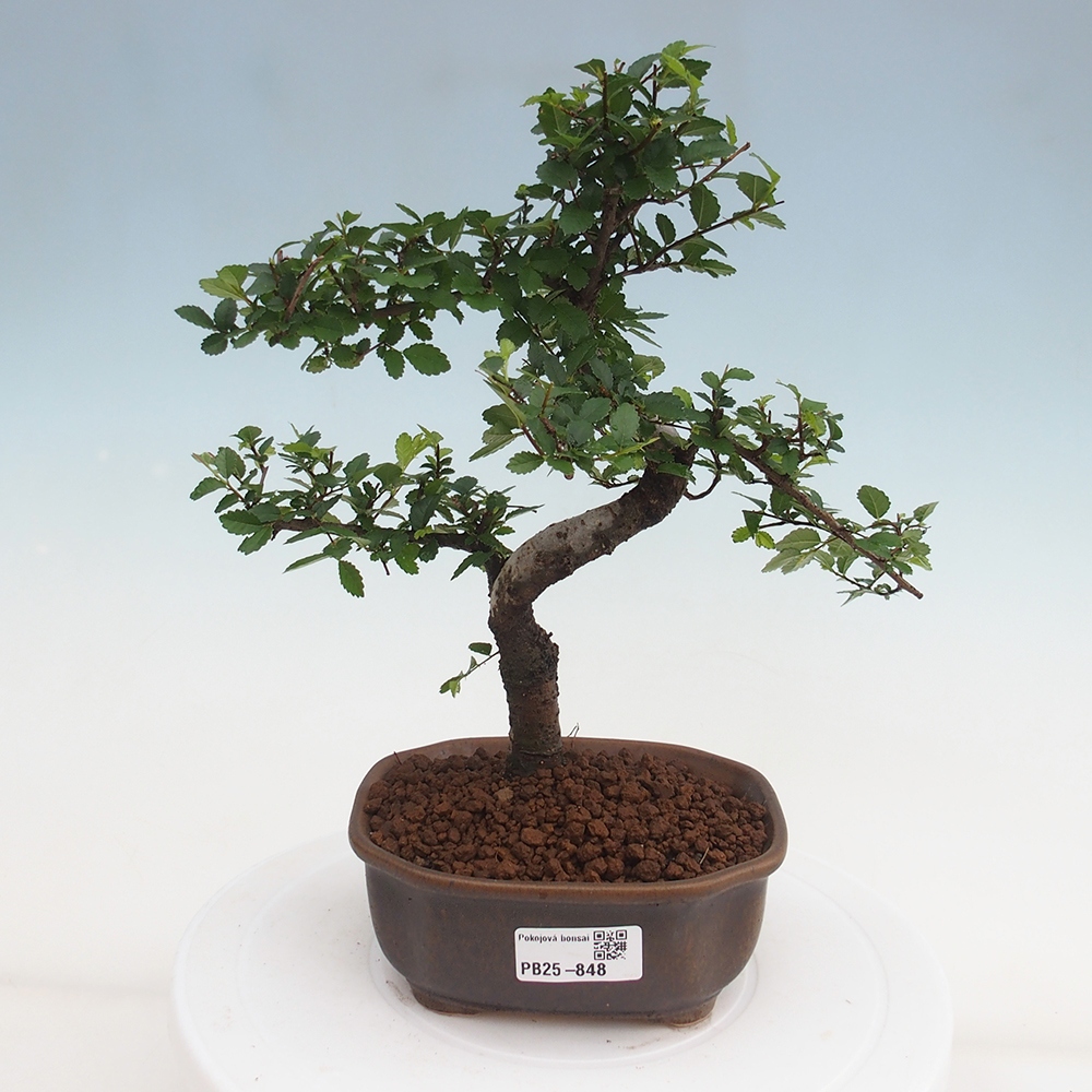 Zimmer Malolistý Ulme Bonsai