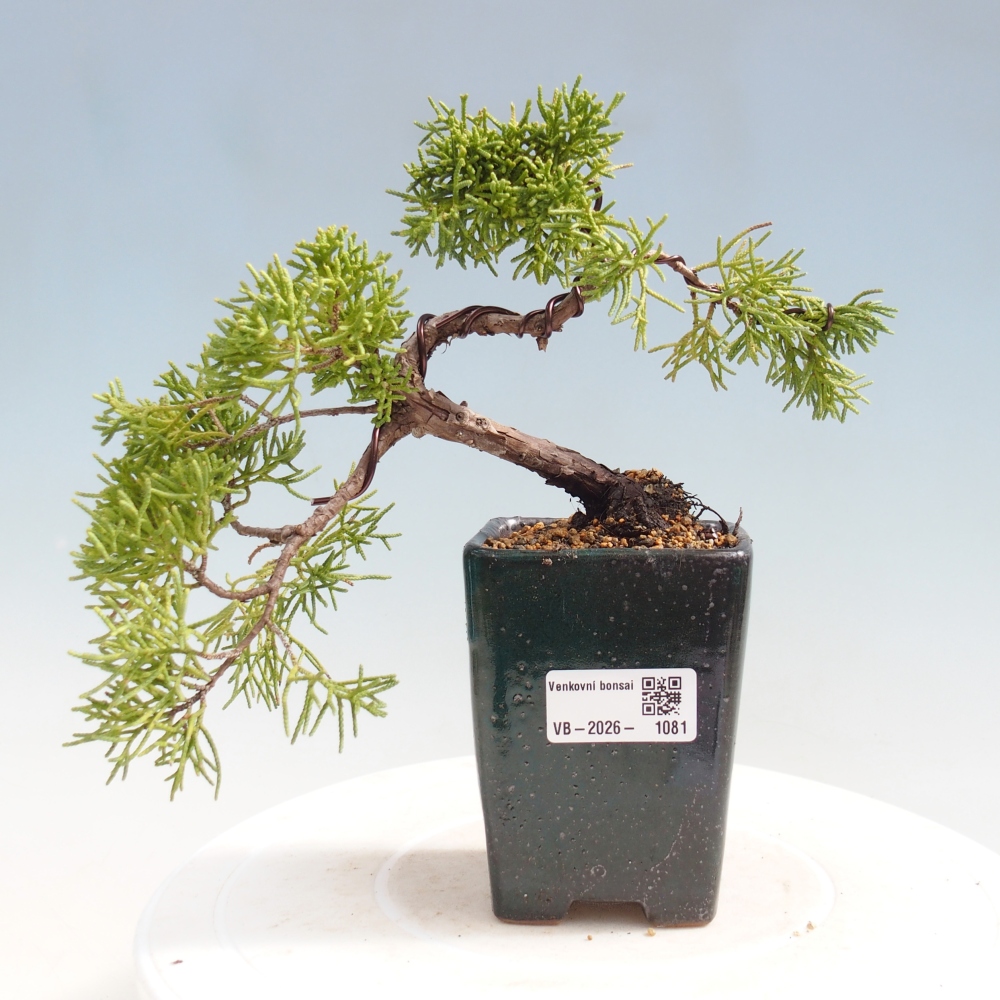 Bonsai für draußen - Juniperus chinensis Kishu