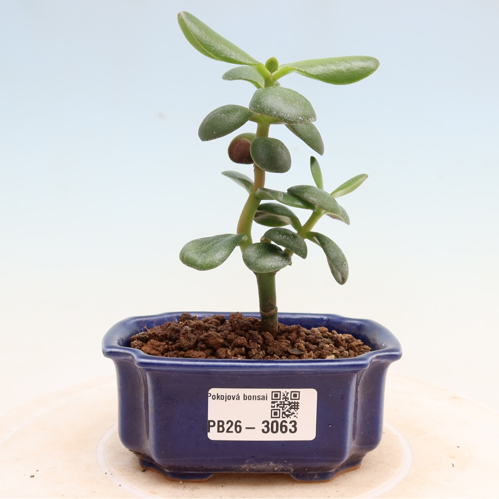 Zimmerbonsai – Eiförmige Dickblattpflanze – Crassula ovata