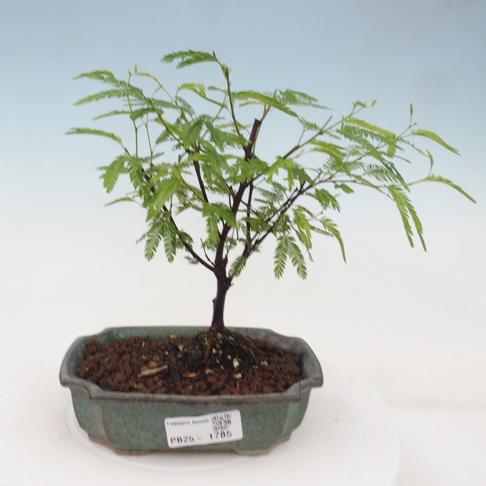 Zimmer Bonsai-Calliandra surinamensis Dixie Pink -Kaliandra von Suria
