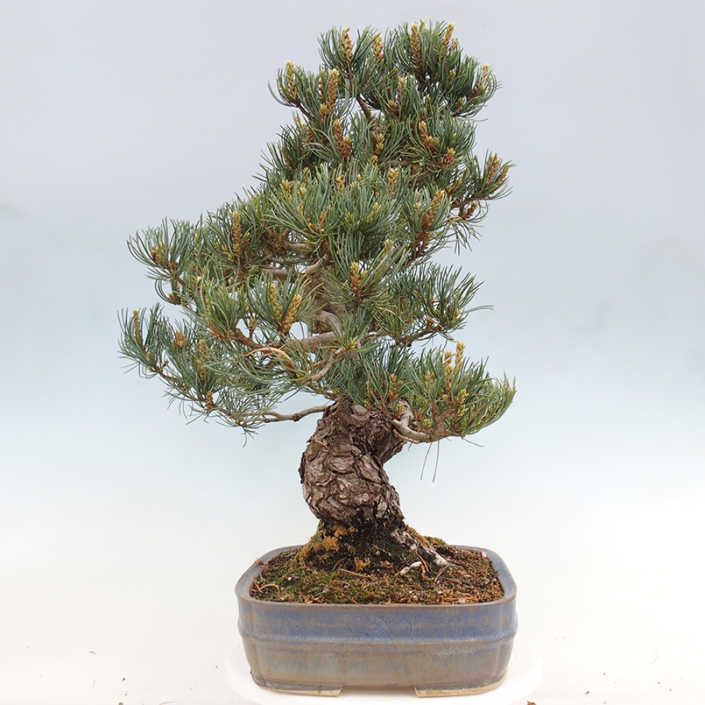 Bonsai für draußen - Pinus parviflora - Pinus parviflora