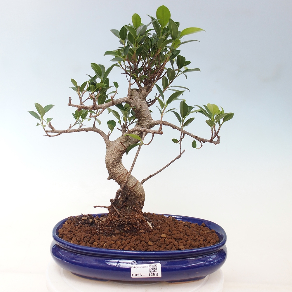 Indoor-Bonsai - Ficus kimmen - kleinblättriger Ficus