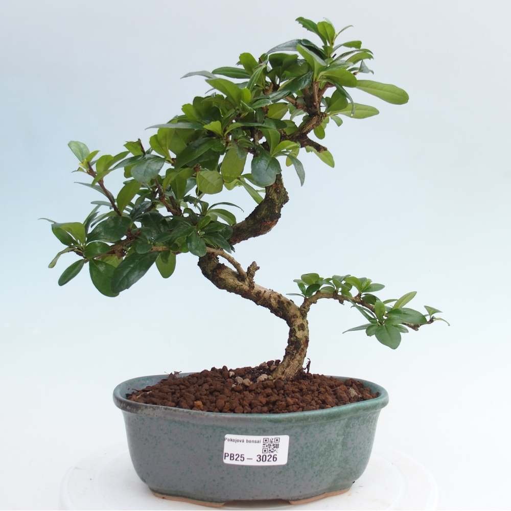 Zimmer Bonsai - Carmona macrophylla - Tea Fuki