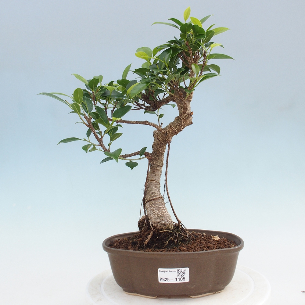 Indoor-Bonsai - Ficus retusa - kleiner Ficus