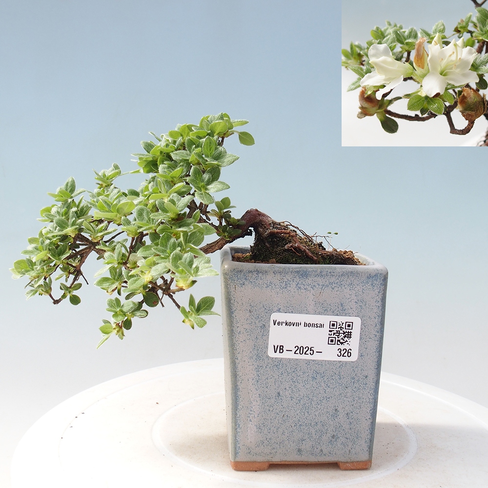 Outdoor-Bonsai - Rododendron indicum - Japanische Azalee