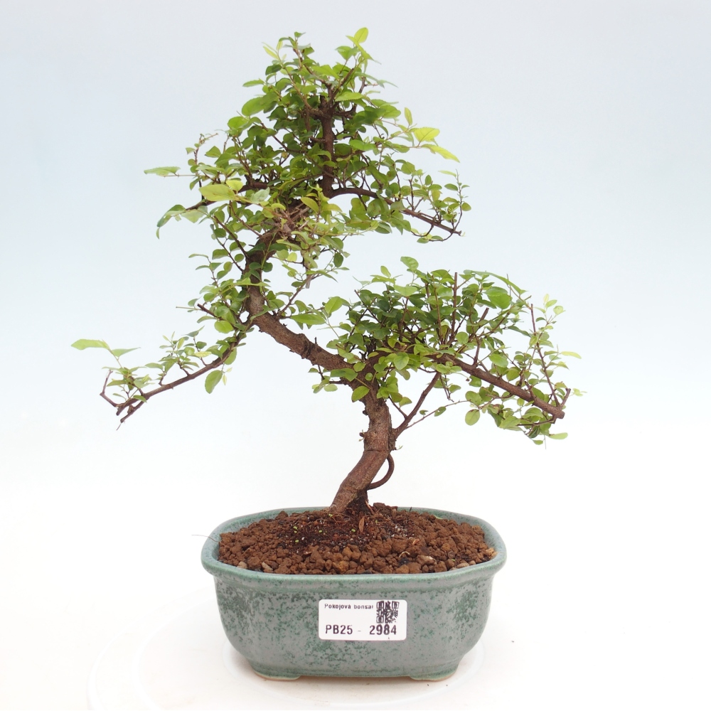Zimmerbonsai - Sagerécie thea - Sagerécie thea