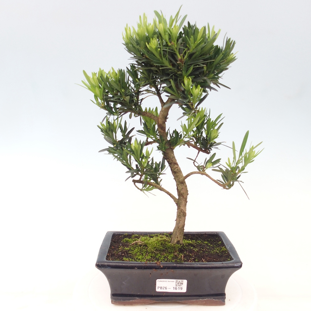 Zimmerbonsai - Podocarpus - Stein-Eibe