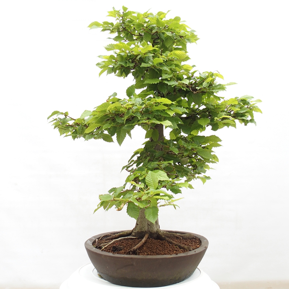 Bonsai im Freien - Hainbuche - Carpinus betulus