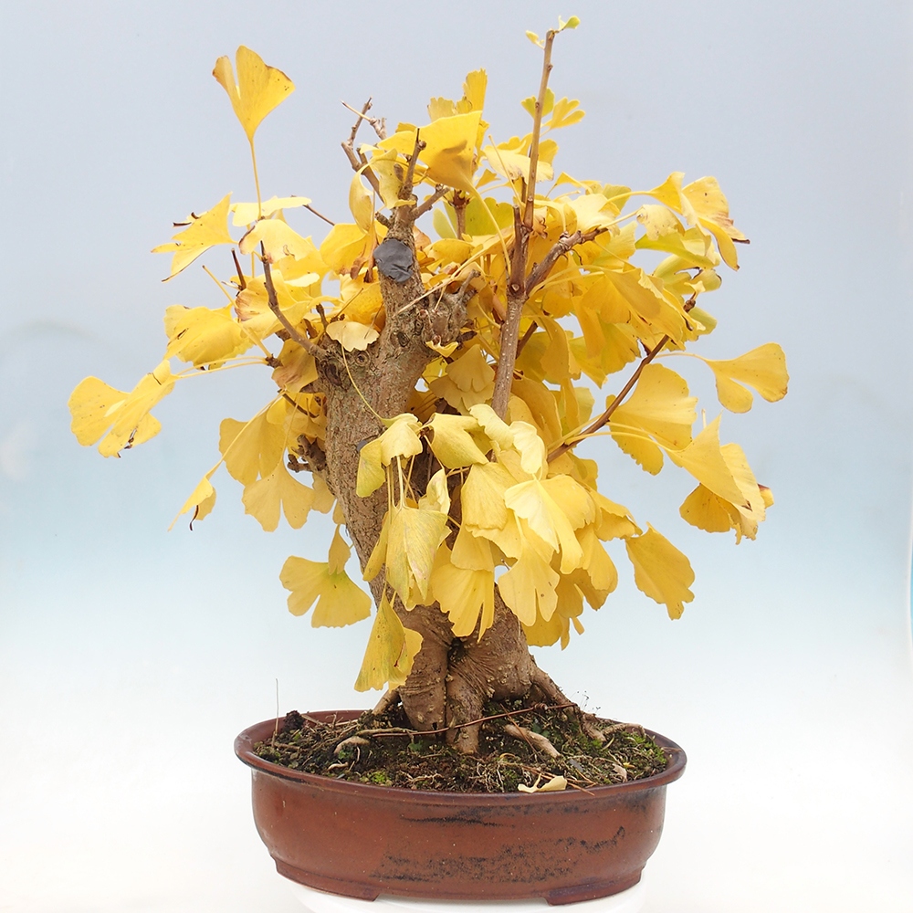 Bonsai im Freien - Jinan biloba - Ginkgo biloba