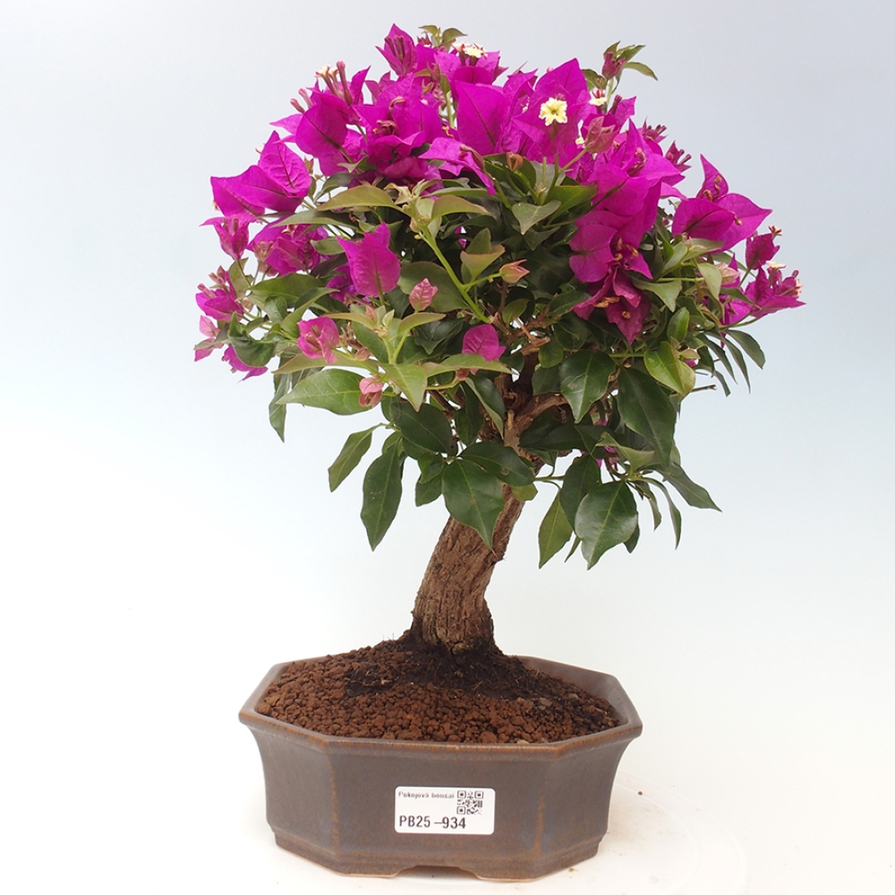 Indoor Bonsai - Bouganwilea