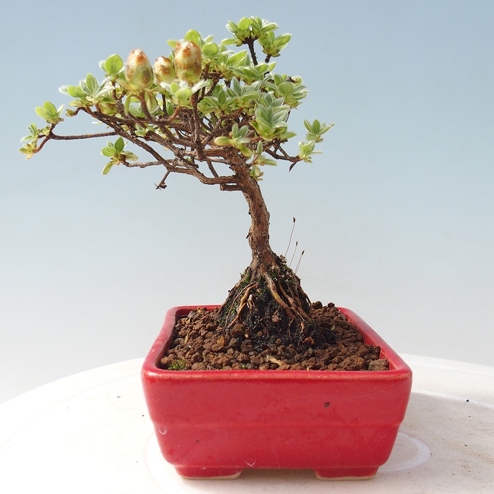 Outdoor-Bonsai - Rododendron indicum - Japanische Azalee